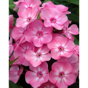 Live Garden Phlox Plant - 4 to 6 Inches Tall, Light Pink Phlox Subulata Plant