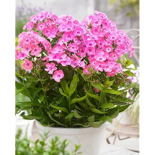 Live Garden Phlox Plant - 4 to 6 Inches Tall, Light Pink Phlox Subulata Plant