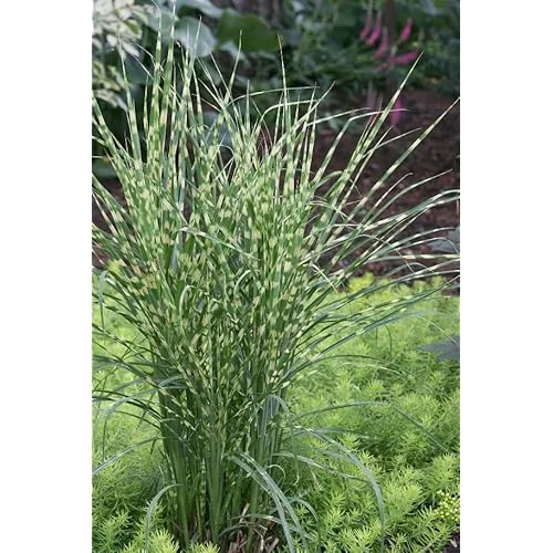 Live Gold Grass Plant, Golden Variegated Miscanthus Grass, Dwarf Zebra Grass, Ready to Grow
