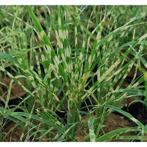 Live Gold Grass Plant, Golden Variegated Miscanthus Grass, Dwarf Zebra Grass, Ready to Grow