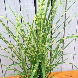 Live Gold Grass Plant, Golden Variegated Miscanthus Grass, Dwarf Zebra Grass, Ready to Grow
