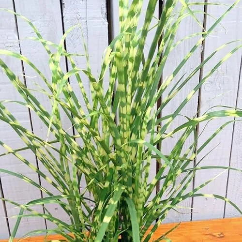 Live Gold Grass Plant, Golden Variegated Miscanthus Grass, Dwarf Zebra Grass, Ready to Grow