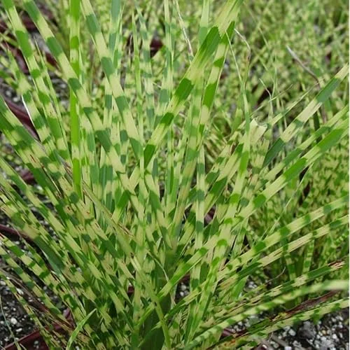 Live Gold Grass Plant, Golden Variegated Miscanthus Grass, Dwarf Zebra Grass, Ready to Grow