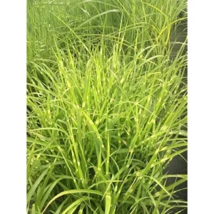 Live Gold Grass Plant, Golden Variegated Miscanthus Grass, Dwarf Zebra Grass, Ready to Grow
