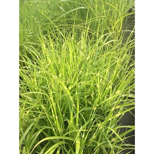 Live Gold Grass Plant, Golden Variegated Miscanthus Grass, Dwarf Zebra Grass, Ready to Grow