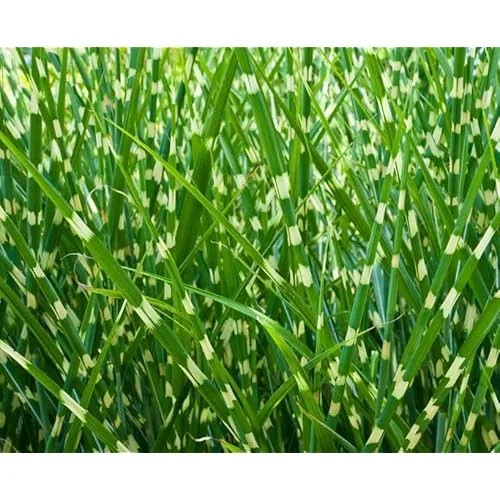 Live Gold Grass Plant, Golden Variegated Miscanthus Grass, Dwarf Zebra Grass, Ready to Grow