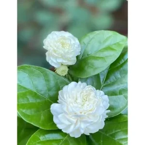 Live Grand Duke of Tuscany Jasmine Plant - 2 to 5 Inch Tall - White Blooms