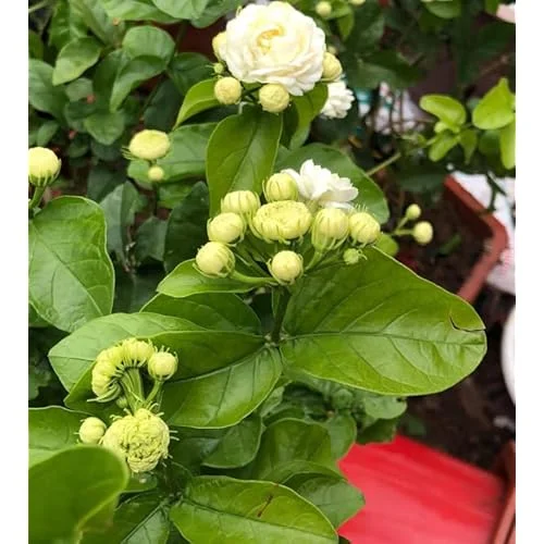 Live Grand Duke of Tuscany Jasmine Plant - 2 to 5 Inch Tall - White Blooms
