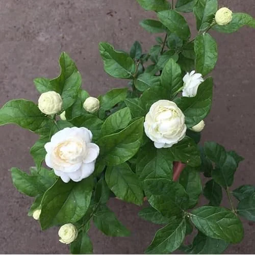 Live Grand Duke of Tuscany Jasmine Plant - 2 to 5 Inch Tall - White Blooms