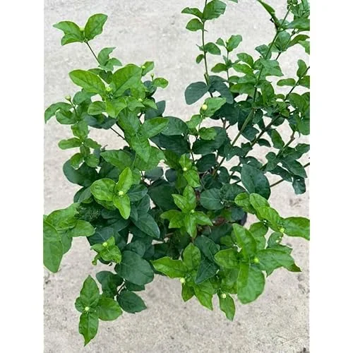 Live Grand Duke of Tuscany Jasmine Plant - 2 to 5 Inch Tall - White Blooms