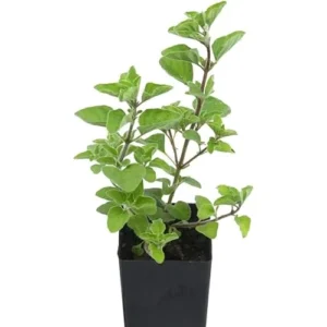 Live Greek Oregano Plants – 4 Pack – 4-6” Tall – Wild & Fragrant Herb