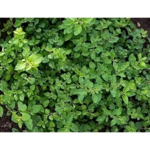 Live Greek Oregano Plants – 4 Pack – 4-6” Tall – Wild & Fragrant Herb