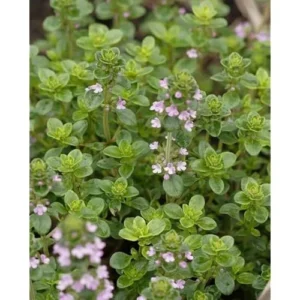 Live Greek Oregano Plants – 4 Pack – 4-6” Tall – Wild & Fragrant Herb