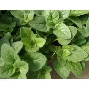 Live Greek Oregano Plants – 4 Pack – 4-6” Tall – Wild & Fragrant Herb