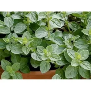 Live Greek Oregano Plants – 4 Pack – 4-6” Tall – Wild & Fragrant Herb