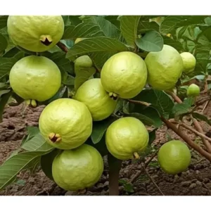 Live Guava Pink Tree 6 to 8 Inch Tall Sweet Fruit Plant in 4 Inch Pot
