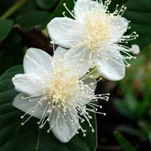 Live Guava Tree - Pink Guava Fruit Plant Sweet Guava Plant White Flowers Psidium Guajava Plant- 8-12 Inch Tall - 4 Inch Pot - Gardening Plant