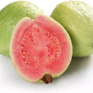 Live Guava Tree - Pink Guava Fruit Plant Sweet Guava Plant White Flowers Psidium Guajava Plant- 8-12 Inch Tall - 4 Inch Pot - Gardening Plant