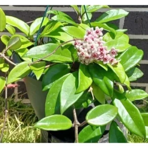 Live Hoya Carnosa Plant - 5 Inch Waxflower Vine - Lush Green Foliage