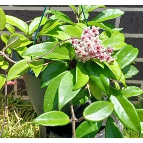 Live Hoya Carnosa Plant - 5 Inch Waxflower Vine - Lush Green Foliage