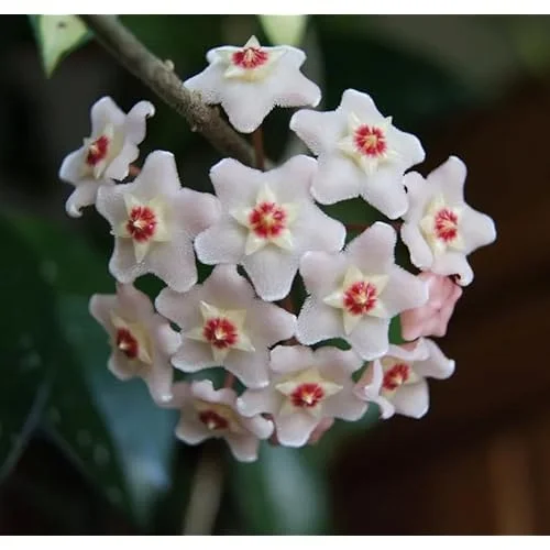 Live Hoya Carnosa Plant - 5 Inch Waxflower Vine - Lush Green Foliage