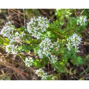Live Italian Oregano Plants - 5 Pack - 4 to 6 Inches Tall - Fragrant Herb Variety