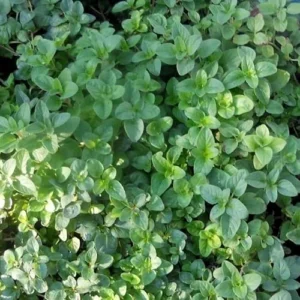 Live Italian Oregano Plants - 5 Pack - 4 to 6 Inches Tall - Fragrant Herb Variety