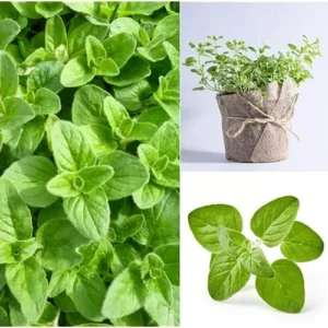 Live Italian Oregano Plants - 5 Pack - 4 to 6 Inches Tall - Fragrant Herb Variety