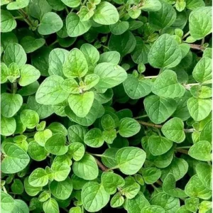 Live Italian Oregano Plants - 5 Pack - 4 to 6 Inches Tall - Fragrant Herb Variety