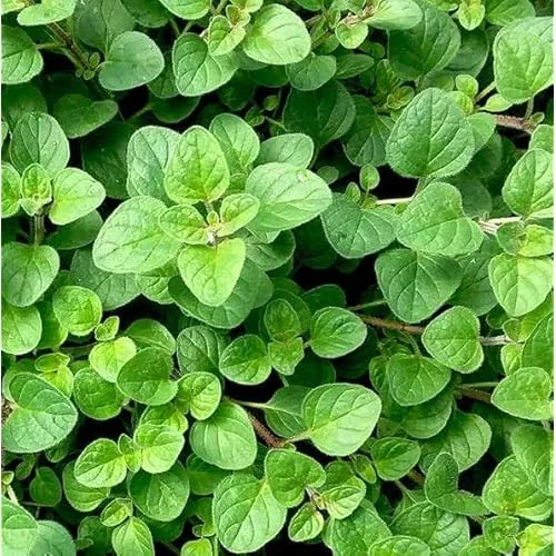 Live Italian Oregano Plants - 5 Pack - 4 to 6 Inches Tall - Fragrant Herb Variety