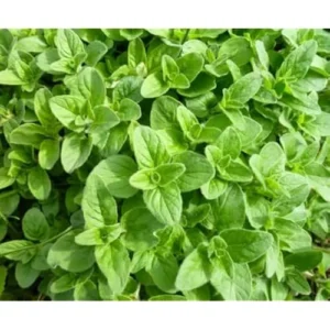 Live Italian Oregano Plants - 5 Pack - 4 to 6 Inches Tall - Fragrant Herb Variety