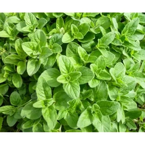 Live Italian Oregano Plants - 5 Pack - 4 to 6 Inches Tall - Fragrant Herb Variety