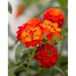Live Lantana Plant - 4-Inch Pot, Orange Flowers, Vibrant Garden Shrub