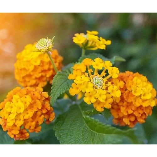 Live Lantana Plant - 4-Inch Pot, Orange Flowers, Vibrant Garden Shrub