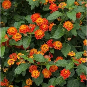 Live Lantana Plant - 4-Inch Pot, Orange Flowers, Vibrant Garden Shrub