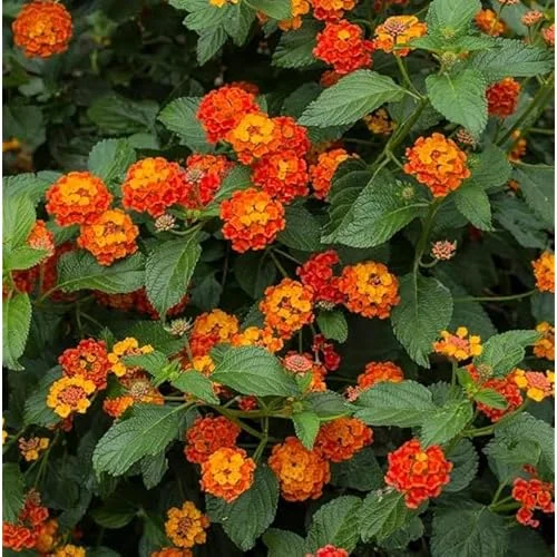 Live Lantana Plant - 4-Inch Pot, Orange Flowers, Vibrant Garden Shrub