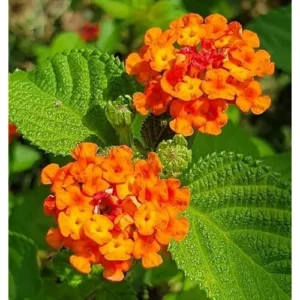 Live Lantana Plant - 4-Inch Pot, Orange Flowers, Vibrant Garden Shrub