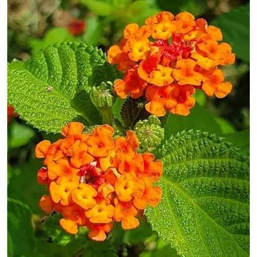 Live Lantana Plant - 4-Inch Pot, Orange Flowers, Vibrant Garden Shrub