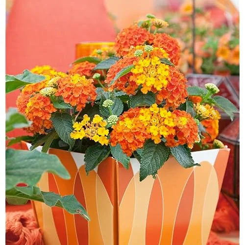 Live Lantana Plant - 4-Inch Pot, Orange Flowers, Vibrant Garden Shrub