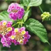 Live Lantana Plant - 4-Inch Pot - Pink Flowering Shrub