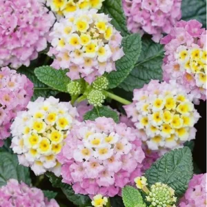 Live Lantana Plant - 4-Inch Pot - Pink Flowering Shrub