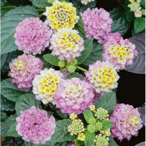 Live Lantana Plant - 4-Inch Pot - Pink Flowering Shrub