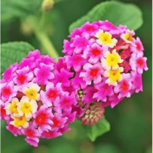 Live Lantana Plant - 4-Inch Pot - Pink Flowering Shrub