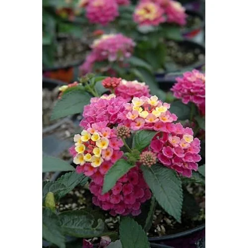 Live Lantana Plant - 4-Inch Pot - Pink Flowering Shrub