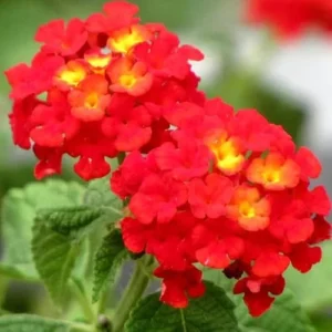 Live Lantana Plant - 4 to 6 Inch Tall, 4 Inch Pot, Red Blooms