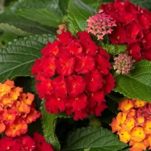 Live Lantana Plant - 4 to 6 Inch Tall, 4 Inch Pot, Red Blooms
