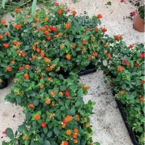 Live Lantana Plant - 4 to 6 Inch Tall, 4 Inch Pot, Red Blooms