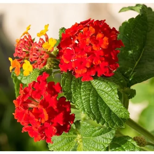 Live Lantana Plant - 4 to 6 Inch Tall, 4 Inch Pot, Red Blooms