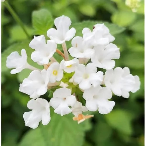Live Lantana Plant - 4 to 6 Inches Tall - White Lantana