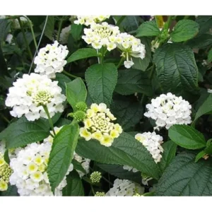 Live Lantana Plant - 4 to 6 Inches Tall - White Lantana